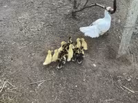 Ducks — الصورة 3