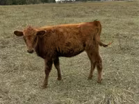 Vaca, Ganado vacuno — foto 2