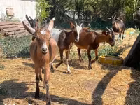 Goat, Goats — photo 1