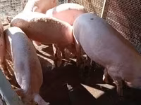 猪（批次，未指定性别）, Pigs — 照片 7