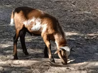 Baran, Cameroon sheep — zdjęcie 3