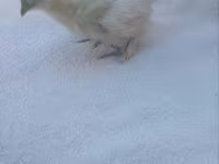 Silkie — photo 5