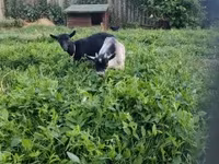 母山羊, Goats — 照片 3