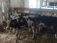 Touro, Raça Holstein — foto 2