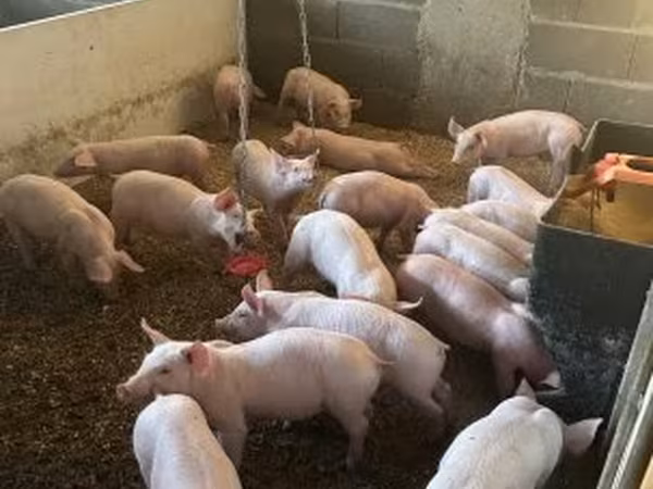 Boar, Крупная белая