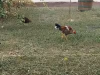 Chickens — الصورة 6