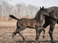 Pastuv, Trakehner — fotografija 2