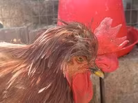 Chickens — الصورة 6