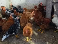 Chickens — الصورة 1