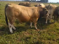 Bik, Aubrac cattle — fotografija 5