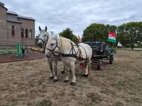 Égua, Percheron — foto 8