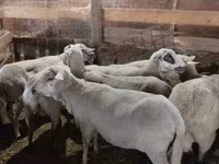 Oveja, Ovejas — foto 3