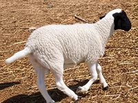 Ovan, Dorper sheep — fotografija 4