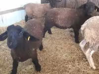 Schaf, White Suffolk sheep — Foto 1