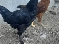 Chickens — foto 4