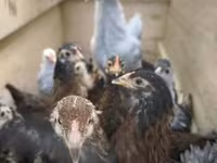 Chickens — Foto 1