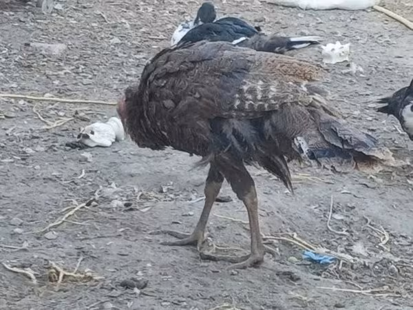 Индейки