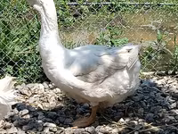 Geese — photo 3