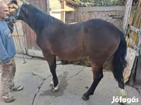 母马, Horses — 照片 3