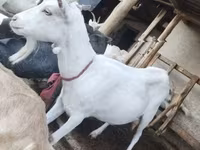 Cabra, Saanen goat — foto 7
