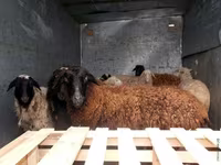 Ovan, Suffolk sheep — fotografija 2