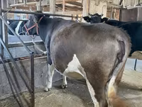 Vache, Race Holstein — photo 6