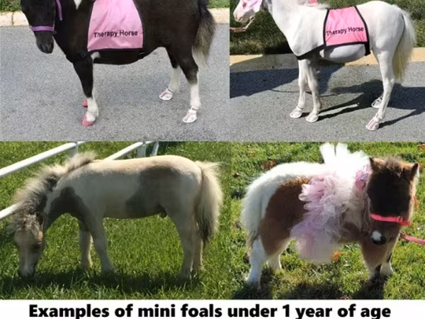 Pastuv, Miniature horse