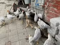 Chickens — 照片 2