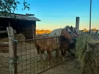 فرس, Hungarian horse breed — الصورة 5
