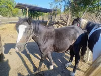 Caballo, Caballos — foto 4