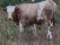 Byk, Węgierska szara rasa — zdjęcie 2