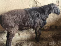 Qoʻchqor, Hissar sheep — 4-rasm