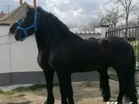 Pastuv, Friesian — fotografija 1