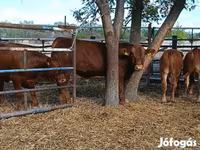 Bovinos (lote, sexo não especificado), Vaca Limousine — foto 7