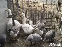 Geese — foto 2