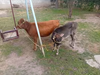雌牛, Swiss cattle — 写真 5