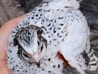 Quails — Foto 2