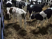 Bull, Holstein breed — photo 2