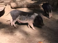 Verrat, Вьетнамская вислобрюхая — photo 4