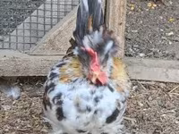 Chickens — fotografija 3