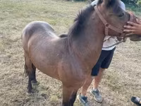 Caballo, Caballos — foto 7