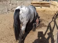Horse (M), Appaloosa — photo 3
