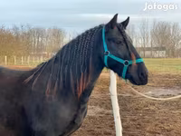 公马, Friesian — 照片 6