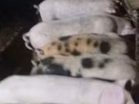 Pigs (batch, sex not specified), Pigs — photo 1