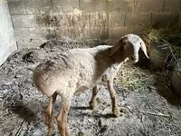 Ovca, Katum sheep — fotografija 2