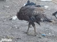 Turkeys — photo 1