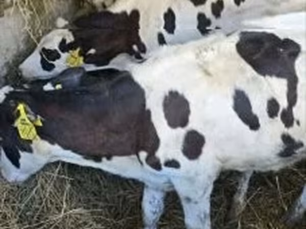 雌牛, Russian Black pied cattle — ハンガリー