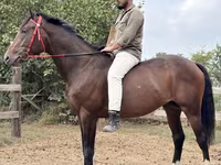 Pastuv, Thoroughbred horse — fotografija 1