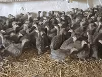 Guinea fowl — 写真 1