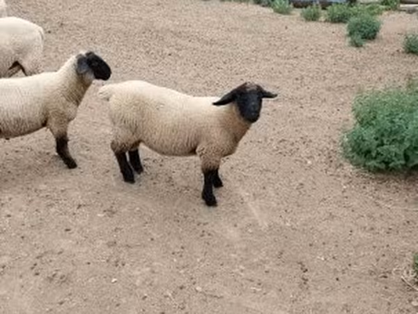 Baran, Owce — Węgry
